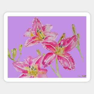 Pink Lily Flower Watercolor Painting Pattern - on Lilac Pink Sticker